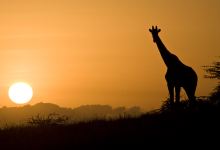 Lewa Wildlife Conservancy景点图片