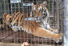 Endangered Animal Rescue Sanctuary景点图片