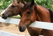 Stepping Stone Ranch景点图片