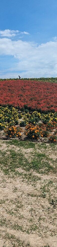 菅野农场-上富良野町