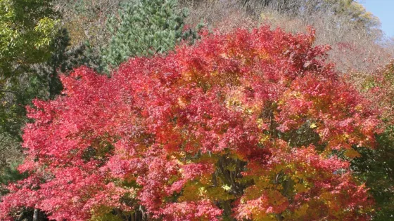 赤裳山城