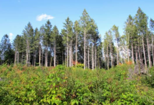 Beaver Meadow State Forest景点图片