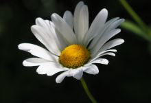 Celtic Springs景点图片