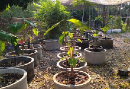 My World Garden景点图片