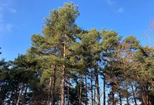 Knettishall Heath Natur Reserve ,SSSI and GSI Nature Reserve景点图片