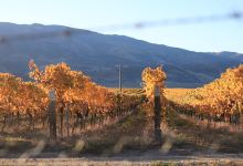 MUD HOUSE Claim 431 Vineyard, Bendigo景点图片