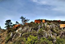 Miradouro Do Gralheiro景点图片