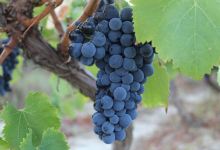 Domaine de Sainte Anne景点图片
