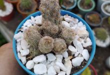 Vivero La Isabela购物图片