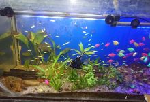Finita Aquarium购物图片