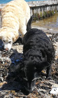 Åbent skovareal ved Nyborg-尼堡