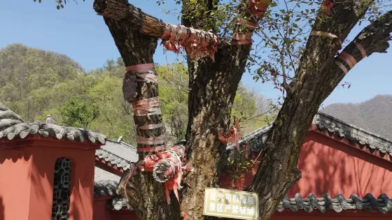 許願樹