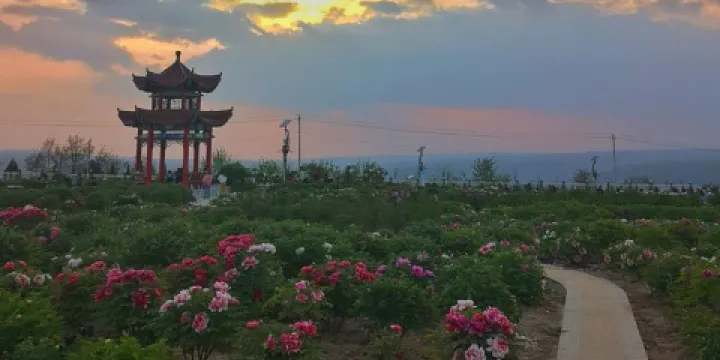宜川縣鳳翅山牡丹園