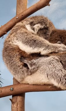 郎利特野生动物园-沃明斯特