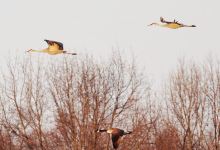 Pymatuning Wildlife Management Area Hartstown Marsh Project景点图片