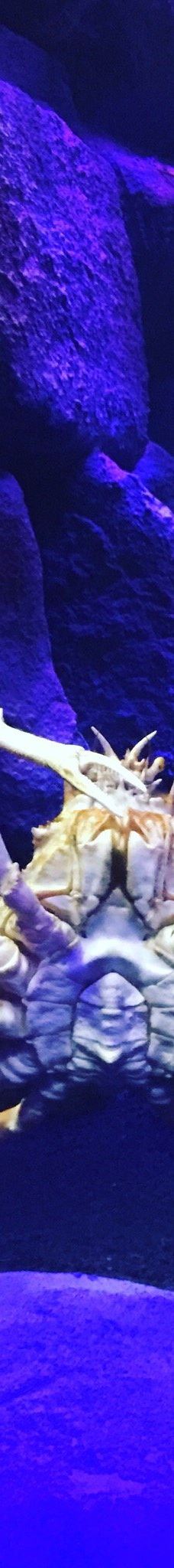 ViaSea水族馆-伊斯坦布尔