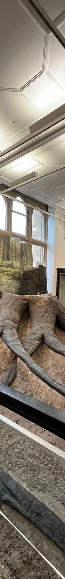 曼彻斯特博物馆-曼彻斯特