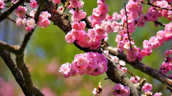 平岡公園