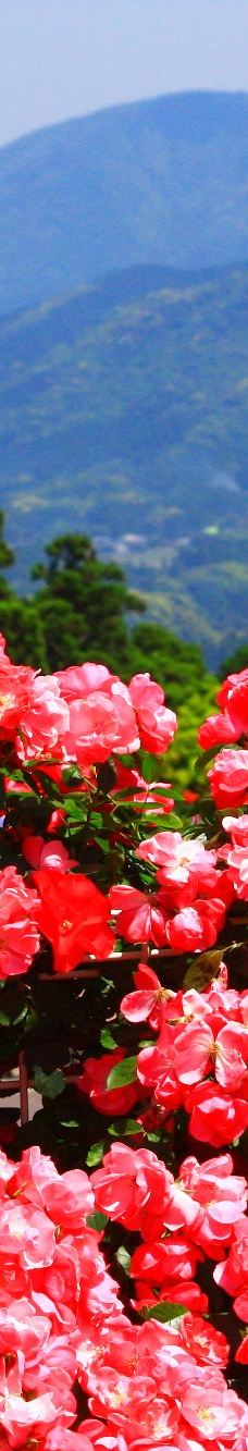 日本最大 鹿屋玫瑰园-鹿屋市