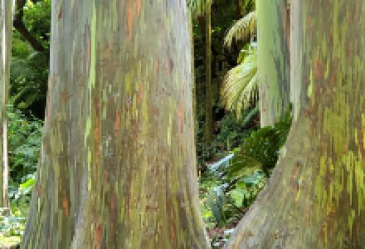 Ke'anae Arboretum景点图片