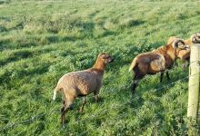 Greenacres Animal Park景点图片