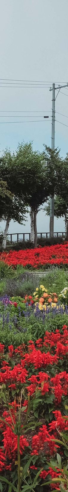 菅野农场-上富良野町