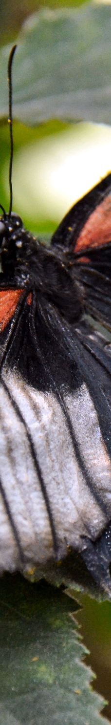 Casa delle Farfalle-米兰马瑞提那