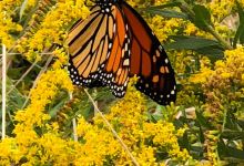 Mass Audubon's Daniel Webster Wildlife Sanctuary景点图片