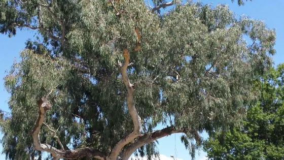 The Big Tree