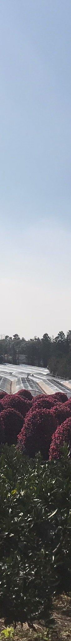 为美里山茶树群-西归浦市