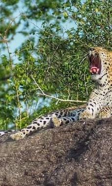 Yala Block I-汉班托特