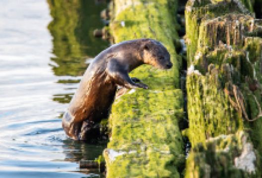 Carruthers Memorial Park景点图片