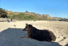 Playa Los Pardo Martí景点图片