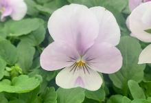 Riverside Plants (Riverside Nurseries)购物图片