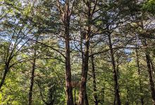 Camdenton Park景点图片