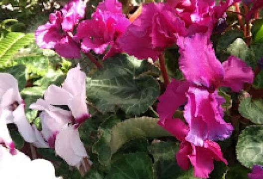 Plantería San Cayetano购物图片