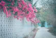 Bức Tường Hoa Giấy - Minh Hưng景点图片
