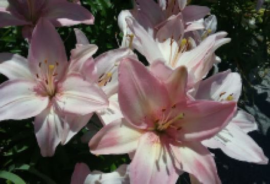 Louisquisset Pike景点图片