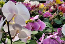 Surry Gardens购物图片