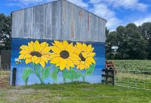 The Taupiri Sunflower Farm景点图片