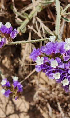 Sharon Reserve-Hof HaSharon