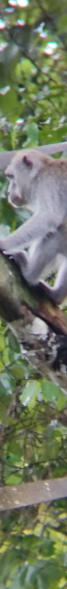 京那巴当岸河-基纳巴唐岸