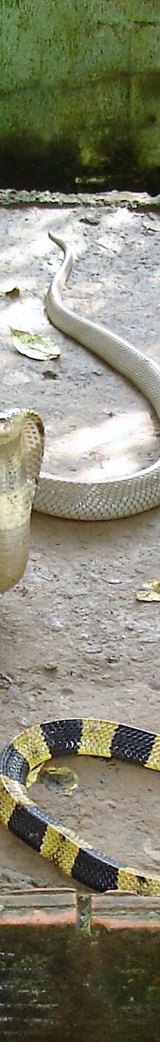 Dong Tam Snake Farm-周城县