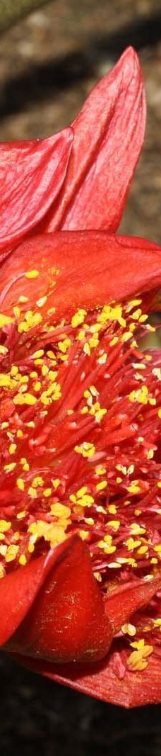 Jardin Botanico Marimurtra-布拉内斯