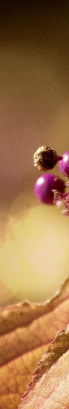 海德堡动物园-海德堡