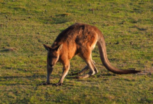 纳朗塔普国家公园景点图片