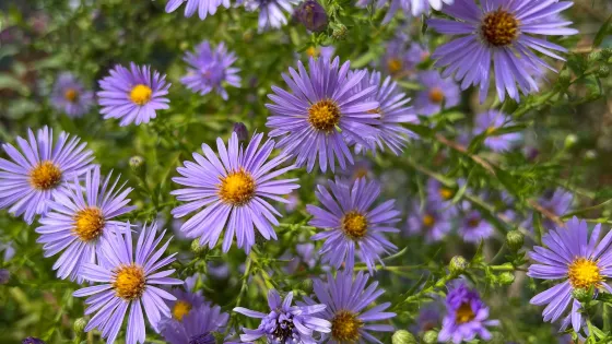 Luther Burbank Home and Gardens