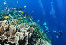 Tiki Tiki Divers Moalboal购物图片