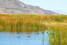 Fish Springs National Wildlife Refuge景点图片