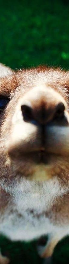 Bunbury Wildlife Park-South Bunbury